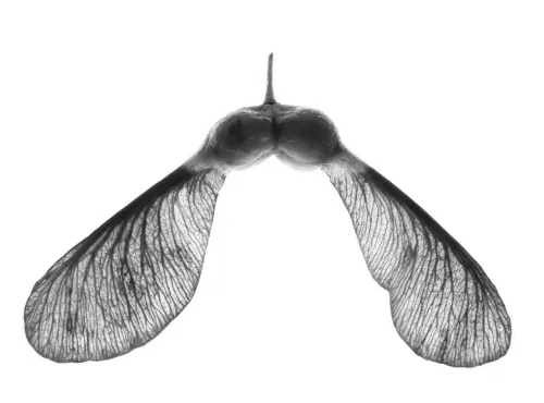 a seed is not merely matter – it is encoded possibility